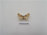 藏品(尺蛾162)的圖片